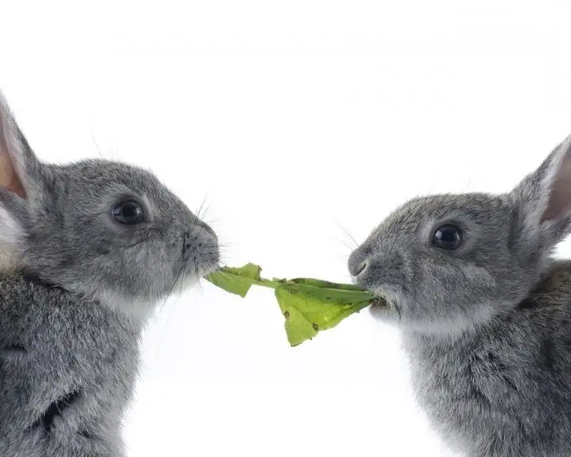 Чем кормить кролика?